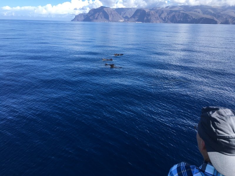 Whale-Watching auf La Gomera