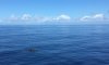 Whale-Watching auf La Gomera